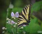 Doğu tiger swallowtail kelebek e Doğu Kuzey Amerika